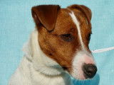 Etalon Jack Russell LOF disponible pour saillie