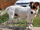 Etalon Jack Russell LOF disponible pour saillie