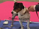 Etalon Jack Russell LOF disponible pour saillie