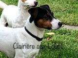 Etalon Jack Russell LOF disponible pour saillie