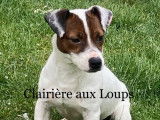 Etalon Jack Russell fauve panaché de blanc LOF disponible pour saillie