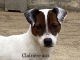 Etalon Jack Russell fauve panaché de blanc LOF disponible pour saillie