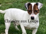 Etalon Jack Russell fauve panaché de blanc LOF disponible pour saillie