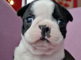 Chiots Boston Terrier LOF à vendre