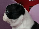 Chiots Boston Terrier LOF à vendre