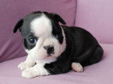 Chiots Boston Terrier LOF à vendre