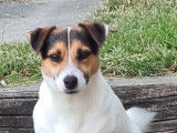 Etalon Jack Russell tricolore LOF disponible pour saillie