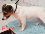 Etalon Jack Russell tricolore LOF disponible pour saillie