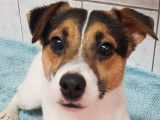 Etalon Jack Russell tricolore LOF disponible pour saillie