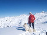 Recherche femelle Samoyède pour saillie