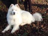 Max en forêt