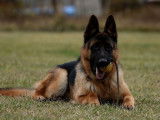 Etalon Berger Allemand noir et feu LOF disponible pour saillie