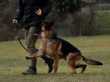 Etalon Berger Allemand noir et feu LOF disponible pour saillie
