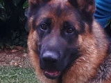 Etalon Berger Allemand noir et feu LOF disponible pour saillie