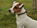 Etalon Jack Russell LOF disponible pour saillie