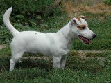 Etalon Jack Russell LOF disponible pour saillie