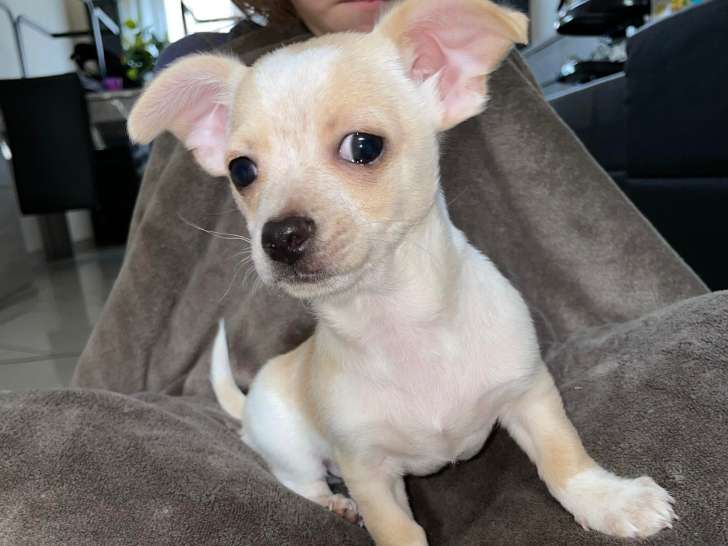 Chiot Chihuahua mâle à vendre