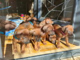 Chiots Rhodesian Ridgebacks à vendre (9 Femelles & 2 Mâles)