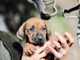 Chiots Rhodesian Ridgebacks à vendre (9 Femelles & 2 Mâles)