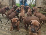 Chiots Rhodesian Ridgebacks à vendre (9 Femelles & 2 Mâles)