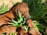 Chiots Rhodesian Ridgebacks à vendre (9 Femelles & 2 Mâles)