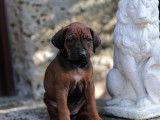 Chiots Rhodesian Ridgebacks à vendre (9 Femelles & 2 Mâles)