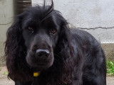 De race Cocker Anglais disponible pour saillie
