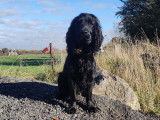 De race Cocker Anglais disponible pour saillie