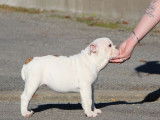 Vente d’un chiot Bouledogue Anglais LOF, femelle de 2021 blanche et taches rousses