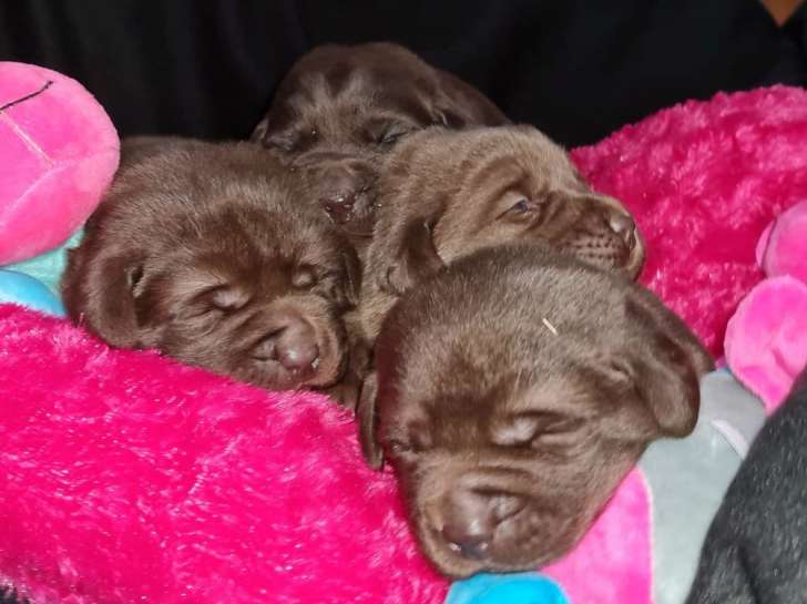 Réservation pour 4 chiots Labrador chocolat, LOF de décembre 2021