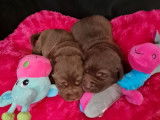 Réservation pour 4 chiots Labrador chocolat, LOF de décembre 2021