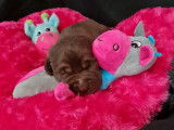 Réservation pour 4 chiots Labrador chocolat, LOF de décembre 2021