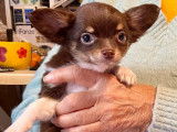 2 chiots Chihuahua mâles disponibles de suite (LOF)
