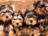 Un chiot Yorkshire Terrier non LOF à vendre