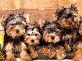 Un chiot Yorkshire Terrier non LOF à vendre