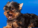 Un chiot Yorkshire Terrier non LOF à vendre