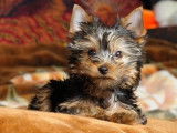 Un chiot Yorkshire Terrier non LOF à vendre