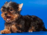 Un chiot Yorkshire Terrier non LOF à vendre