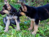 À vendre : chiots Berger Allemand (LOF)