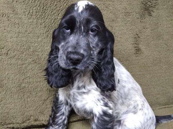 1 Chiot Cocker Anglais Male Au Pelage Noir Et Blanc En Vente Non Lof Petite Annonce Chien