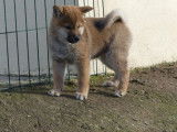 2 chiots Shiba Inu (LOF) au pelage fauve de 2021 disponibles à la vente