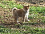 2 chiots Shiba Inu (LOF) au pelage fauve de 2021 disponibles à la vente