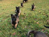 Chiots de race Malinois au pelage marron et noir à vendre (LOF)
