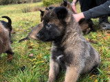 Chiots de race Malinois au pelage marron et noir à vendre (LOF)