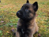 Chiots de race Malinois au pelage marron et noir à vendre (LOF)