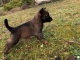 Chiots de race Malinois au pelage marron et noir à vendre (LOF)