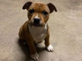 Chiots Staffordshire Bull Terrier à réserver, 2 mâles LOF fauves et blancs