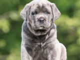 R&eacute;servation pour 10 chiots Cane Corso, m&acirc;les et femelles LOF