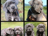 R&eacute;servation pour 10 chiots Cane Corso, m&acirc;les et femelles LOF