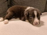 Un chiot m&acirc;le noir et blanc Border Collie LOF &agrave; r&eacute;server